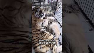 백두산호랑이🐯세상에서 가장 쎈 놈 l 시베리아 호랑이 #동물 #shorts #호랑이