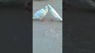 शाबाश मेरे शेर😱🕊️👈 #pigeon #bird #kabutar #pigeonbird #poetry #urdupoetry #kabootar #love 🕊️😱👈