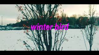 Winter Bird 0105 1