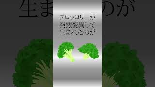 キャベツに関するしょうもない雑学