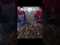 oyster harvest season kicks off in dalian