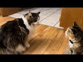 Who’s The Boss | Catio Chat Vlog #pets #cats #catlover #animals