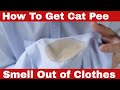 How To Get Cat Pee Smell Out of Clothes [In Simple Steps]