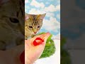 fortune fish and playful kitten