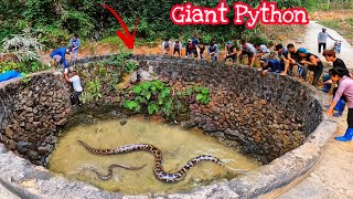 4 Brave Experts Catch Giant Python By Hand