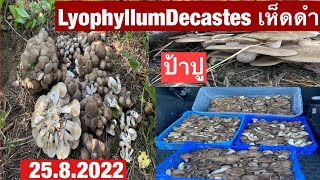 เห็ดดำมาแว้ววว!! LyophyllumDecastes, เห็ดดำชุดแรก!!!  ของปี 2022@ PoohDam คนรักเห็ดดำ