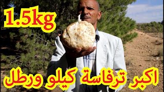 لن تصدق ماتراه..😲😲 اكبر حبة ترفاس..(فطر بري) تزن 1.5 كيلو غرام 💪💪؟؟؟