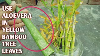 Lucky Bamboo Yellow leaves Problem solved || Easily grow Roots oF Bamboo plant [English Subtitle]