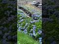 Ajisai Park #hydrangea #hydrangeaflower #hydrangeas #satisfying #shortvideo #short #shorts