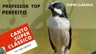 CANTO SUPER CLÁSSICO PARA ENCARTE DE BIGODINHO