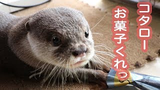 カワウソ コタロー　まるで人間のようなお菓子の食べ方　Otter Kotaro Give me snack!