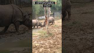 Rhinoceros🦛 Fight at Vandalur Zoo #hippopotamus #trendingshorts #trending #petlover #vandalurzoo