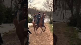 Ormanda hareketli Arap atı #horse #at #atlar #binicilik