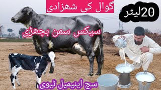 03466152628| cholistani friesian cross cow | cholistani friesian cow| cholistani cow |such animal tv