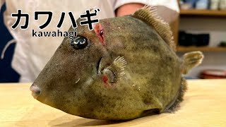 カワハギ捌き方【肝贅沢寿司】 How to make sushi