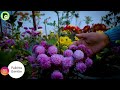 chrysanthemum plant care in winter i godawari flower varieties i nepali garden tips