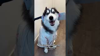 Normal dogs vs Huskies🤣🐕#shorts #dog #doglover #dogs #husky #huskydog #huskies #howlingdog