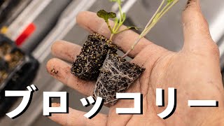 【ブロッコリー】良い苗と悪い苗の違いとは？ブロッコリーは花が咲くのが早い？