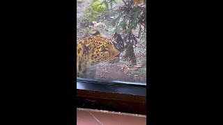 Amur Leopard Love