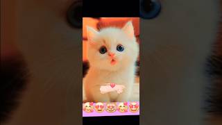 This cutie cat is so adorable