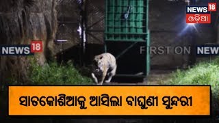 Satakosia ଜଙ୍ଗଲ କୁ ଆସିଲା ବାଘୁଣୀ ସୁନ୍ଦରୀ | AMARI ODISHA