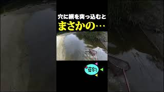 穴に網を突っ込んでいたらとんでもない魚が...!? #魚 #ガサガサ #捕獲