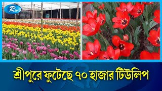 এ যেন একখণ্ড নেদারল্যান্ডস | Tulip Flowers | Rtv Exclusive News