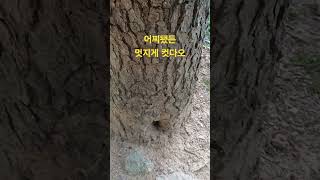 2024년 6월 26일  총맞은 것처럼,.....구멍도 있고...,..그래도 보란듯  뿜뿜