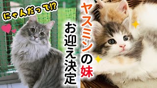 ヤスミンの妹お迎え決定📢🙌✨新しい3段キャットケージ準備❤︎