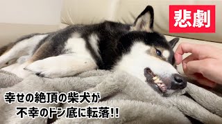 【悲劇】幸せの絶頂の柴犬が不幸のドン底に転落！！