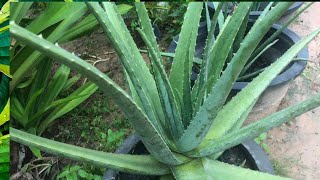 How to plant giant Aloe Vera with Rubbish Tires car របៀបដាំប្រទាលកន្ទុយក្រពើយក្យជាមួយសំបកកង់ឡាន