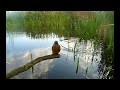 kingfisher u0026 little grebe