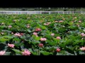 滋賀草津水生植物園＆ハス群生地　photo movie 20130720