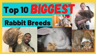 Top 10 Biggest Rabbit Breed
