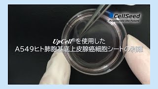 UpCell®を使用したA549ヒト肺胞基底上皮腺癌細胞シートの剥離－株式会社セルシード－