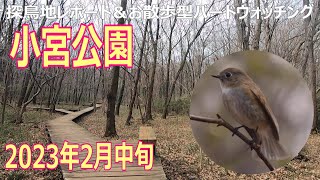 東京都・小宮公園の探鳥地レポートです　野鳥の楽園でルリビタキ・ミソサザイ・ウグイス！　2023年2月中旬