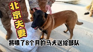 北京夫妻养了8个月比利时马犬，狗太大了管不过来，忍痛割爱送给附近部队喂养