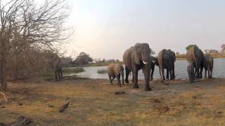 Elephants on Savute Channel