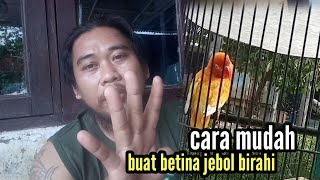 #lovebird #konslet #jebolbirahi   cara mudah || jebol birahi lovebird betina