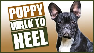 FRENCH BULLDOG PUPPY TRAINING! How To Train Your French Bulldog Puppy To Walk To Heel!