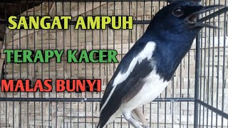 KACER GACOR NGEPLONG ini sangat ampuh untuk pancingan Kacer malas bunyi