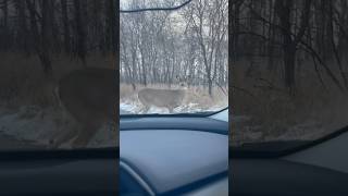 This Deer Says, 'My Road, My Rules!'\