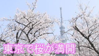 東京で桜が満開