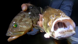 潮水緊逼大熊抓緊抽水坑，抓到一斤兩百的大魚，還發現尿臭味的魚