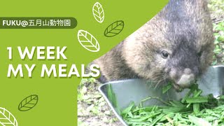 フクちゃんに癒されたい方必見！【ウォンバットの食事】1 WEEK MEALS 五月山動物園からお届け