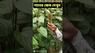 পানের ক্ষেত কিভাবে করা হয় সরাসরি দেখুন। #পান #ক্ষেত