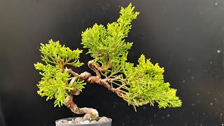 【SNP】去年整枝した真柏 #盆栽 #bonsai