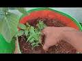 பச்சைமிளகாய் செடி வளர்ப்பது எப்படி pachaimilagai chedi valarpathu eppadi how to grow green chilli