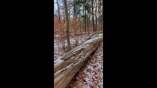 Fallen Tree in Winter Forest