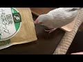 文鳥の散らかるおやつ　javasparrow